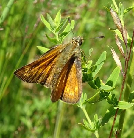 Ochlodes sylvanus